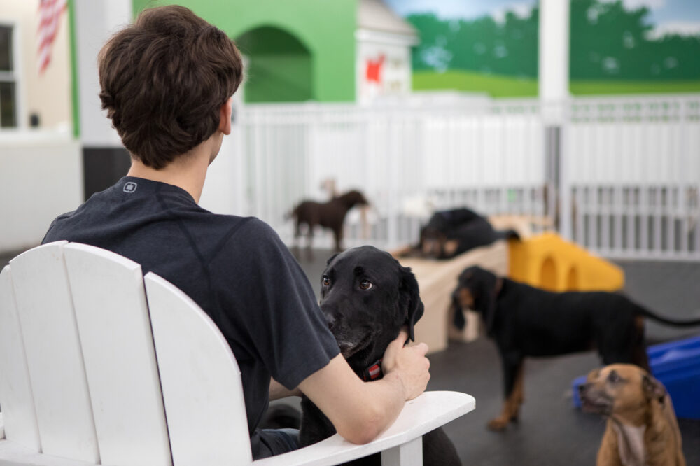 Man petting Labrador Dog