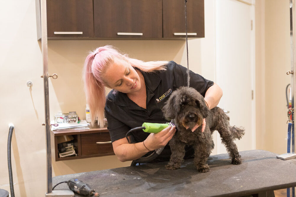 Grooming a Brown Dog