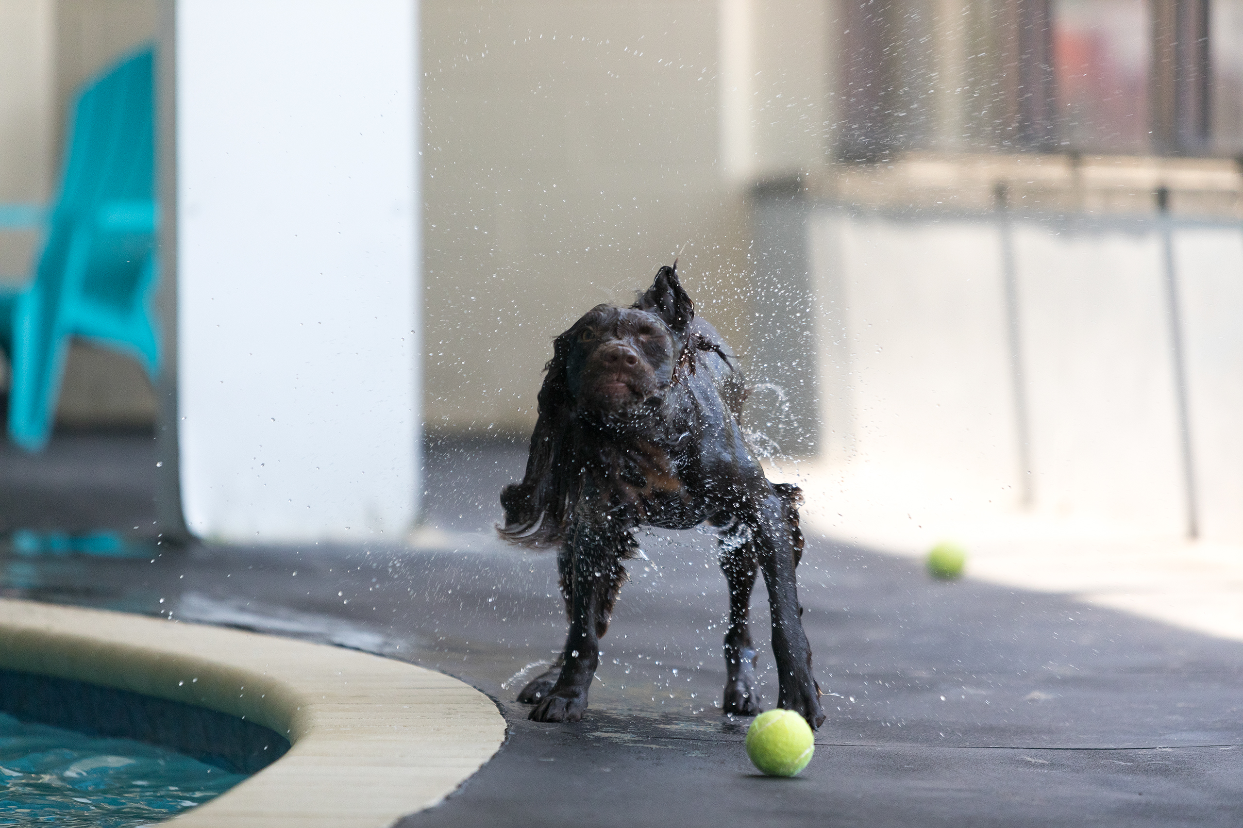 Wet Dog Shaking with Tennis Ball