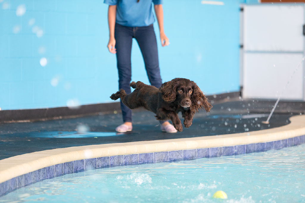 Dog Jumping into the Pool