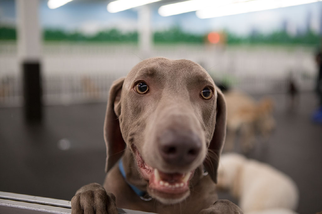 Closeup of Smiling Brown Dog