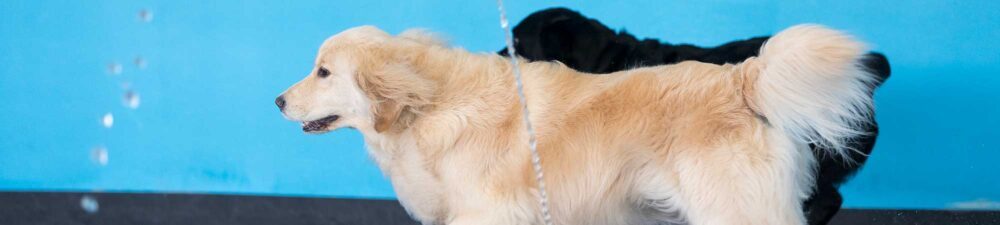 dogs at pool